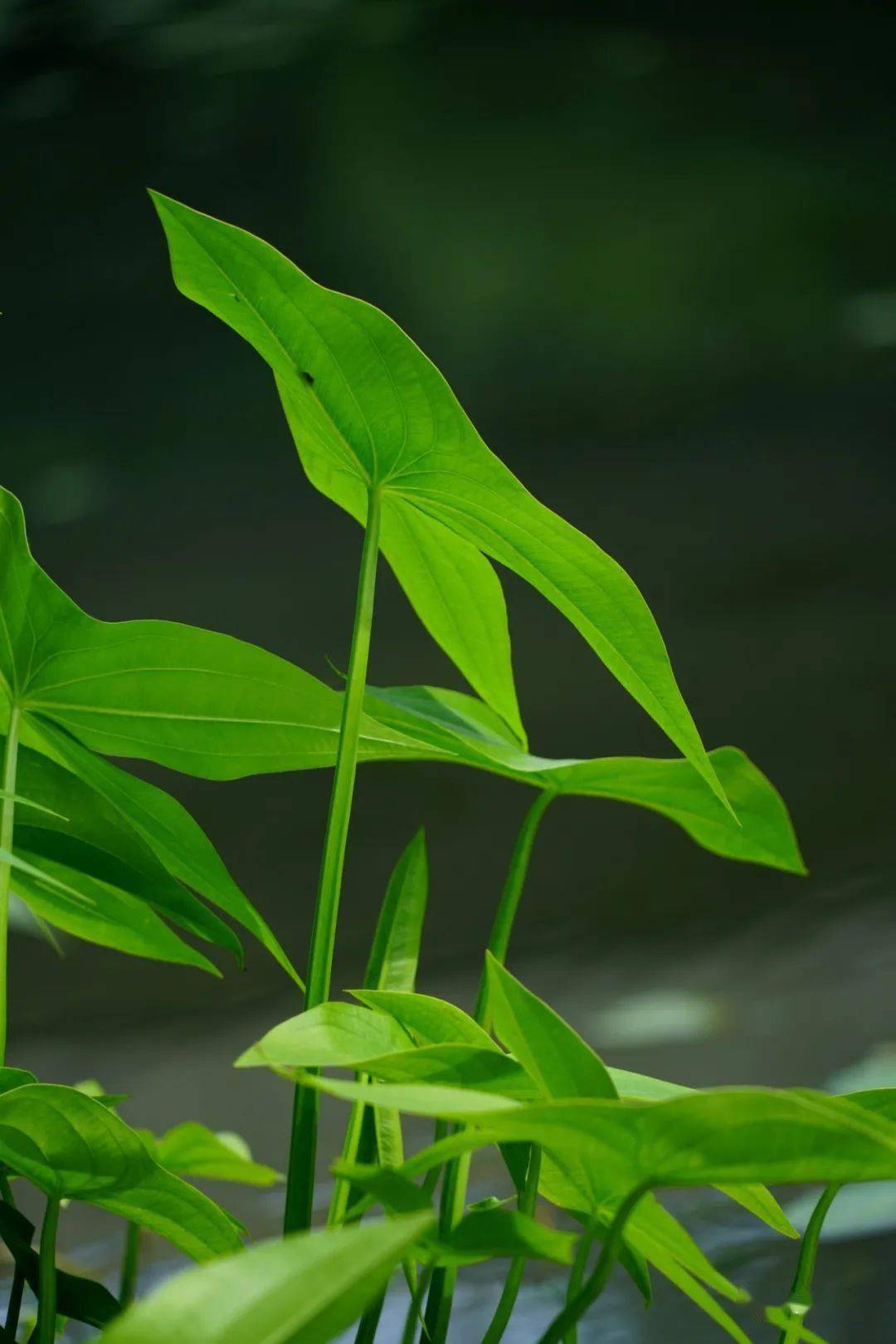 茨菇花开想起了冬季餐桌上的那道美味