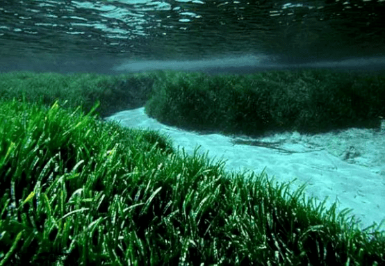 构建海洋生物的水中花园,从浪花里舞蹈的海草说起