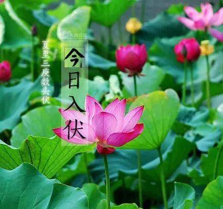 芜湖今日入伏可把我冻坏了