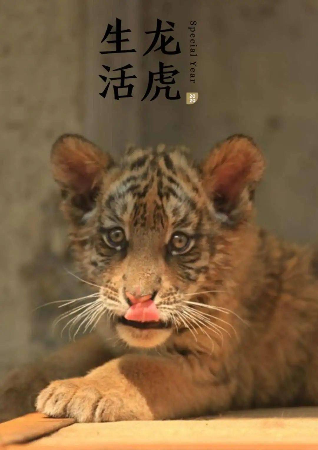 恰逢王城动物园新添三只华南虎 面对今日中考首日 小城家的虎宝宝们