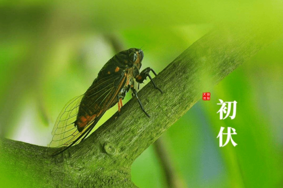 今日入伏:宜伏不宜动