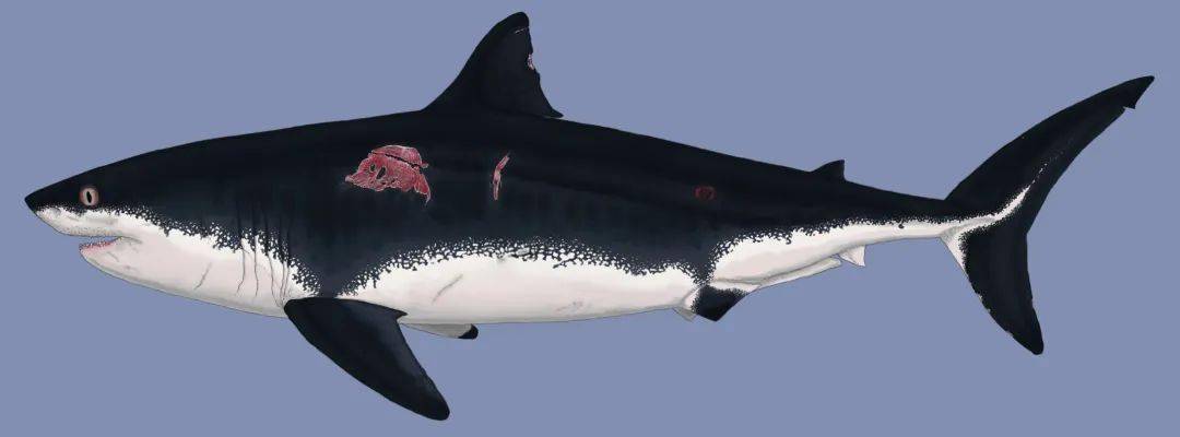 白垩纪的灰鲭鲨  白垩刺甲鲨属于鼠鲨目,是一种大型的史前鲨鱼,其体