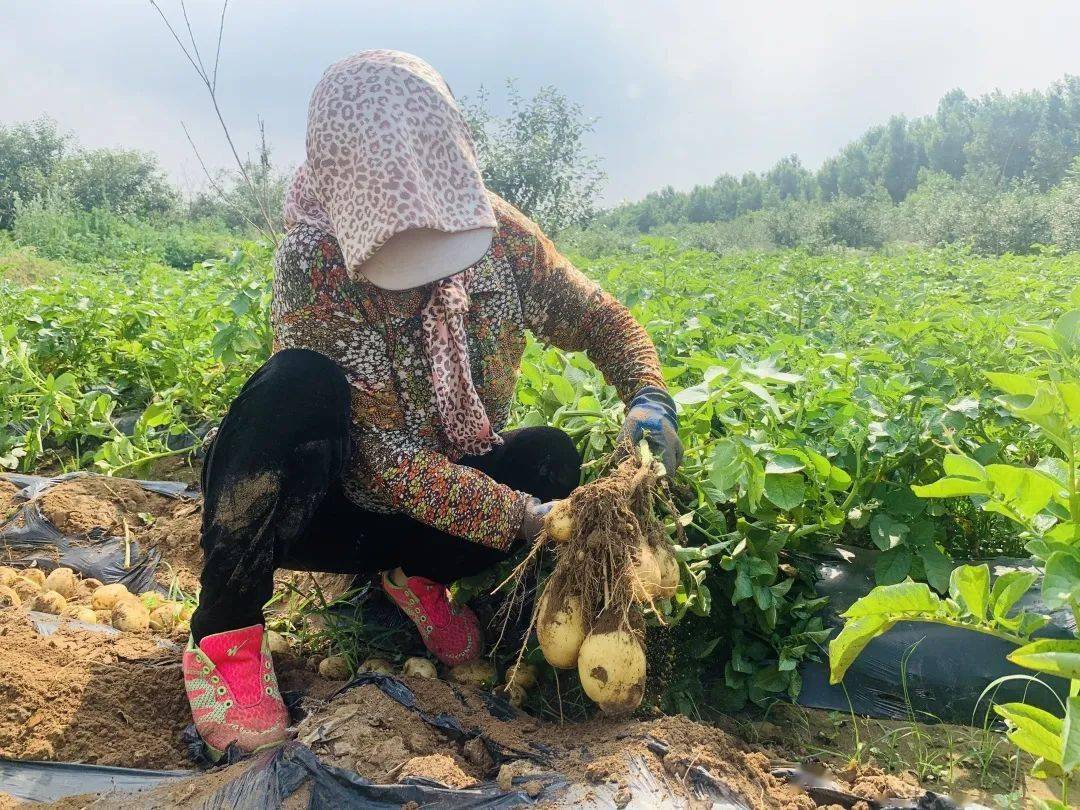 追梦路上71村里的土豆喜获丰收