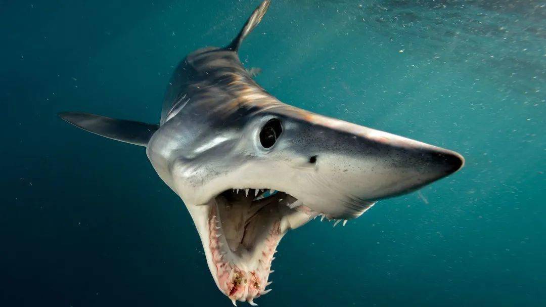灰鲭鲨白垩刺甲鲨的复原图,可以看到它的身体上留有伤痕白垩刺甲鲨的