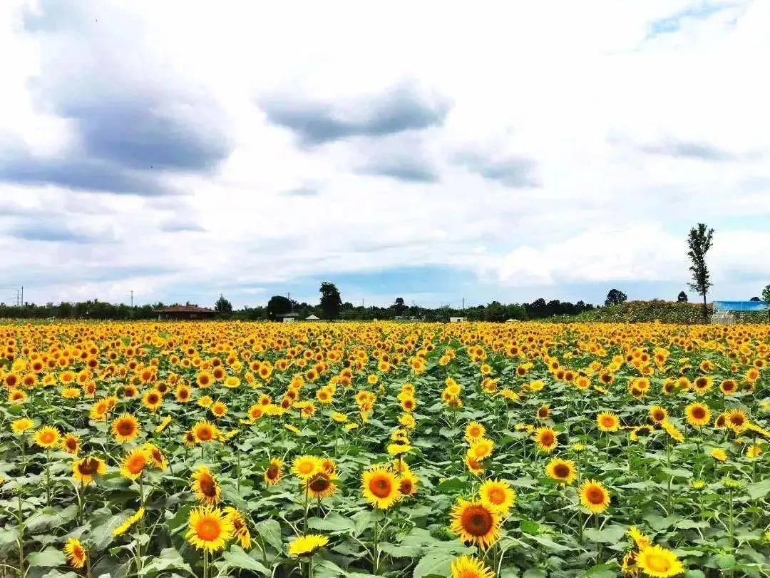 去打卡蔚然花海景区52000平米向日葵花田52000 平方栽种面积面对这串