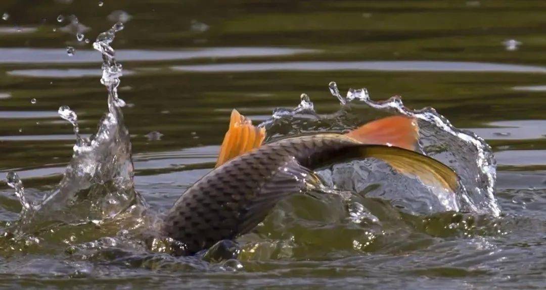 影响|还真不是个简单的事夏季钓深水