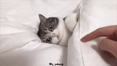 小猫咪生气可爱度数暴增.