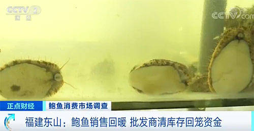 二头鲍多少钱一只 4735209cd7604fd698eb21a4d06086d0.jpeg