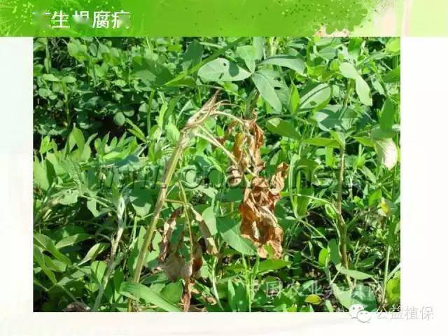 五谷丰花生病虫害图谱