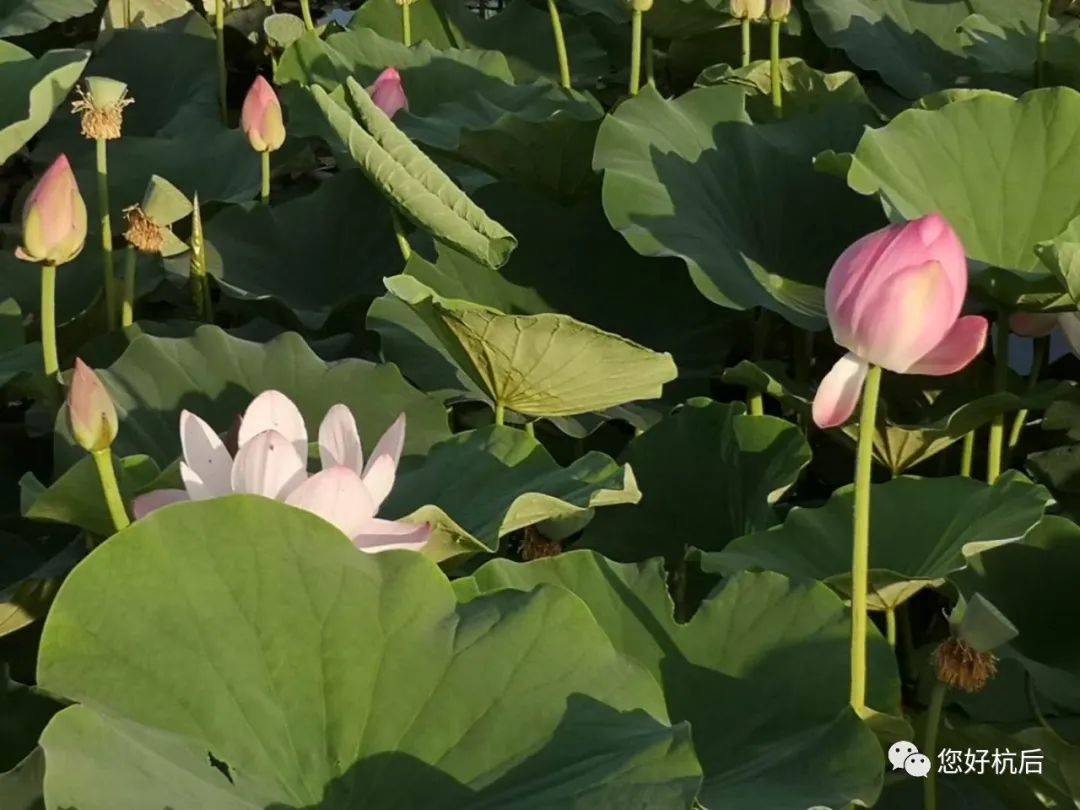 随风摇曳什么意思 f144f61731104c5ea998670241728c20.jpeg
