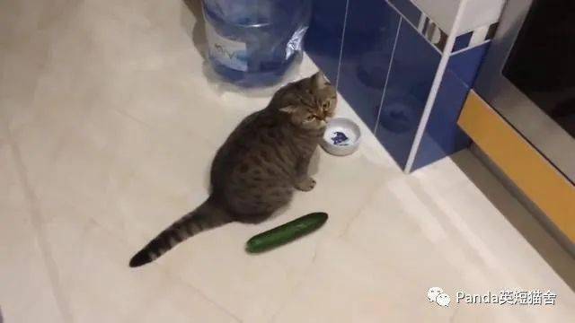 谁说猫怕黄瓜我家猫抱着黄瓜啃得可香了