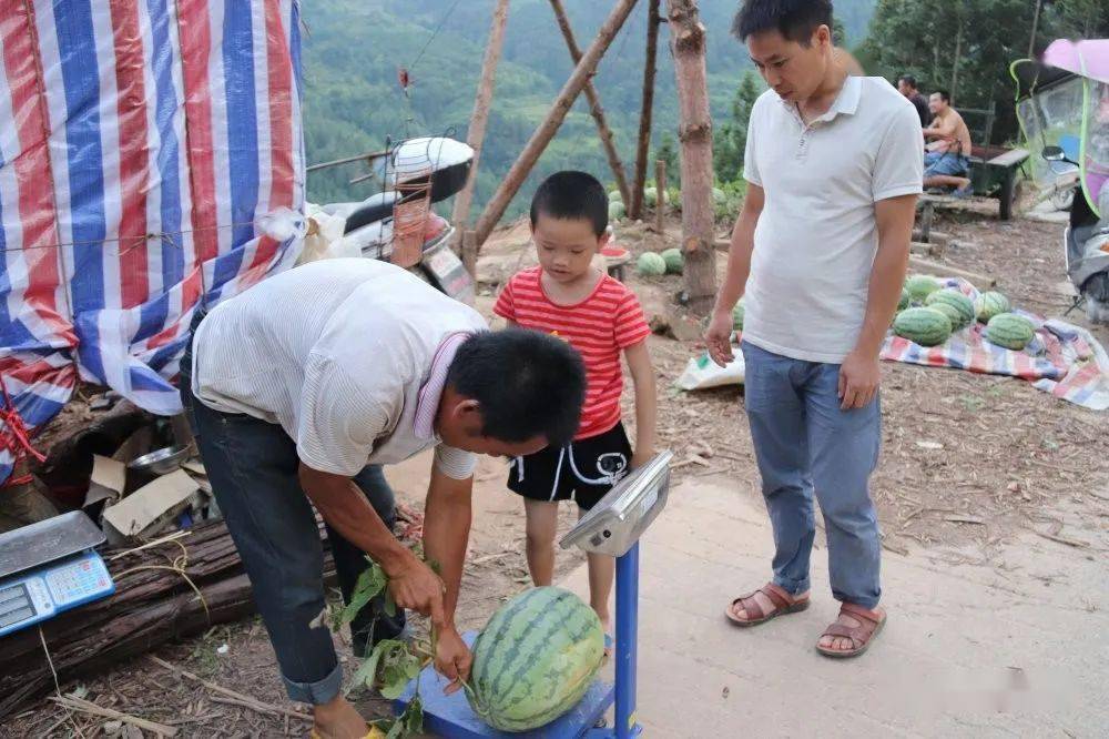 里油亮亮,圆滚滚的西瓜"躲"在茂盛的瓜藤里石义林采摘西瓜返回搜狐