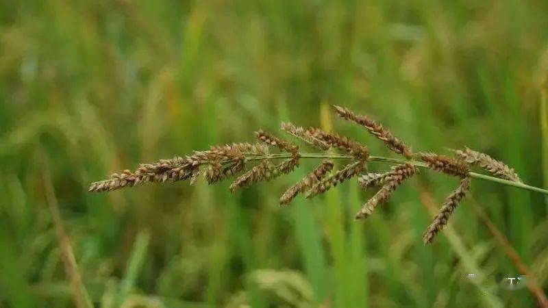 的种子不要落地,后来发现此稗草子(水稗子)并不是和秧苗争营养的稗草