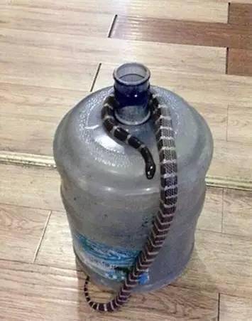 何火宝|又有蛇出没！厦门一10岁男孩独自在家，桌下钻出一条蛇！