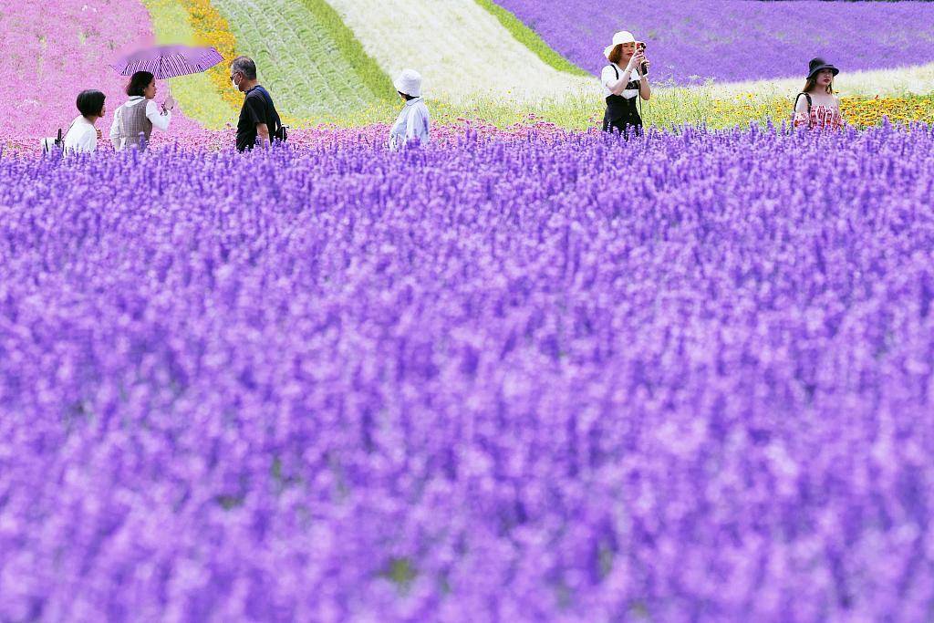 日本北海道薰衣草盛放 游客漫步紫色花海