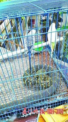 何火宝|又有蛇出没！厦门一10岁男孩独自在家，桌下钻出一条蛇！