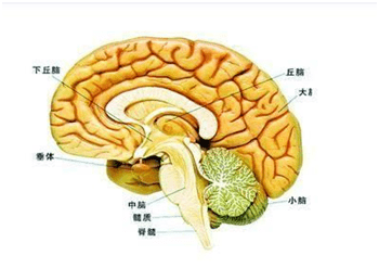 珠江视界 | 刘晓媛博士:神经外科幕上肿瘤手术的围术期管理