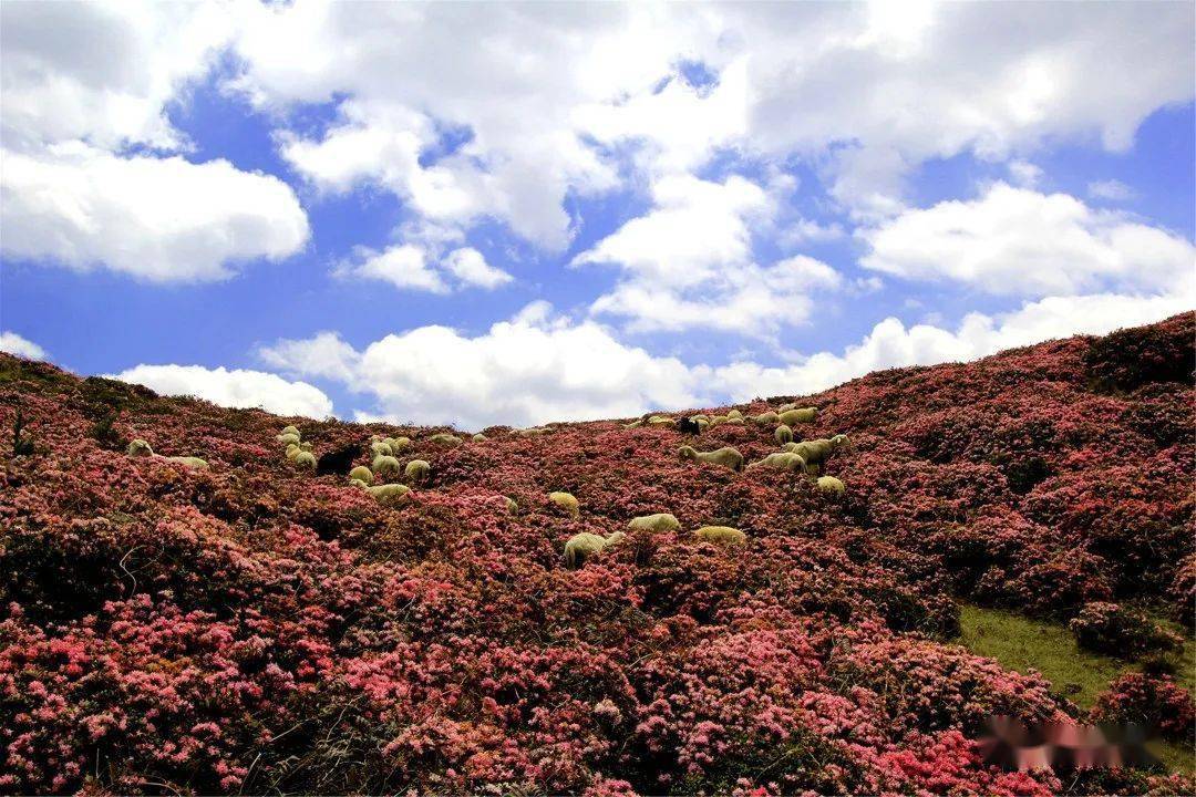 马鹿塘杜鹃花海