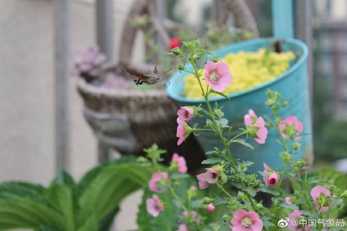 昆虫|昆虫世界里的“四不像”