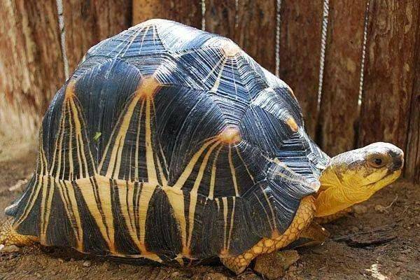 最便宜的陆龟价格排行_雷斯特报价雷斯特最新报价_雷斯特价格_雷斯特多少钱-网上车市(2)