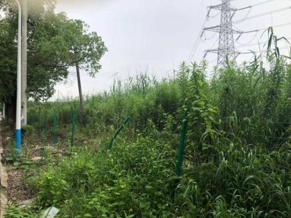 为保护|痛心！为保护公共财产挺身而出，这位八旬老人再也没有醒来