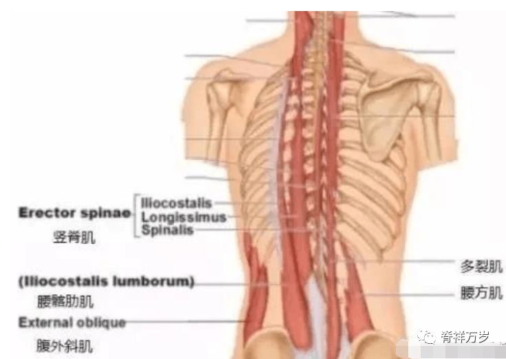 脊椎周围软组织_韧带