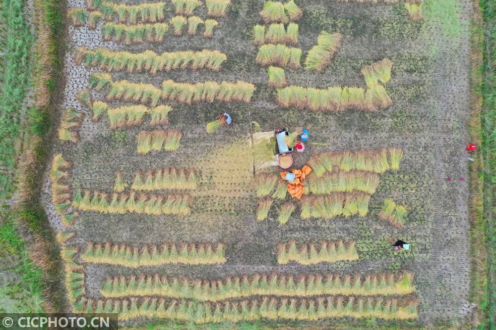 道县|湖南道县：田间“双抢”忙