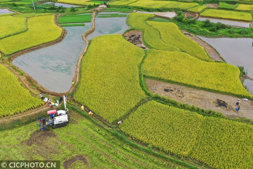 道县|湖南道县：田间“双抢”忙