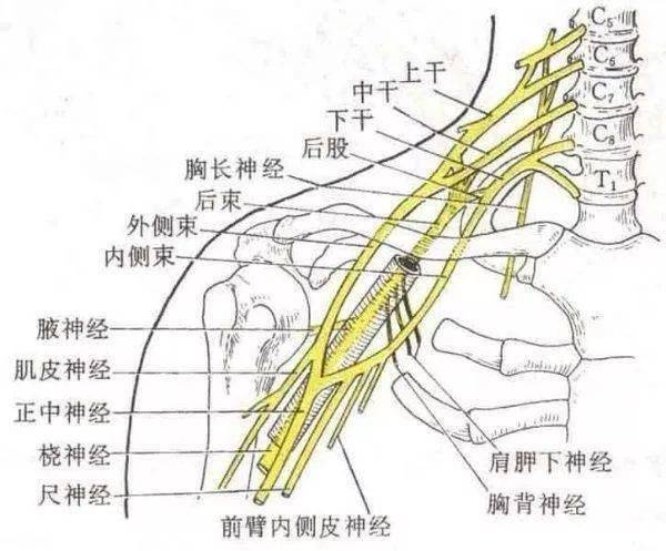 3级:神经根的3个定位诊断方法:感觉,运动,反射.