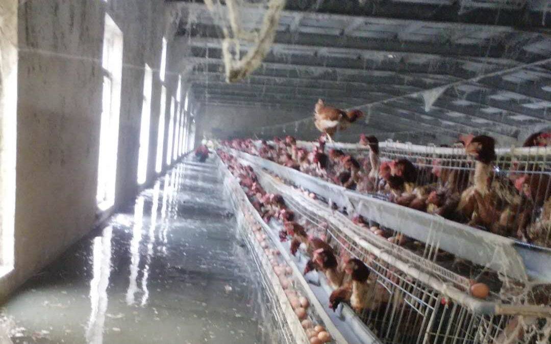 员工|安徽无为乡镇养殖场鸡鸭被洪水围困 员工水里忙“捉鸡”