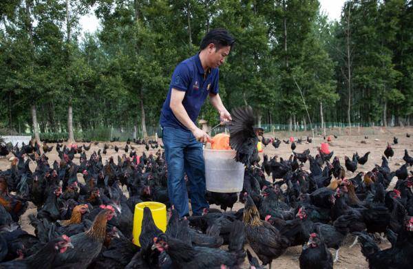 种养殖|高原彝乡：“飞鸡”孵出“致富蛋”