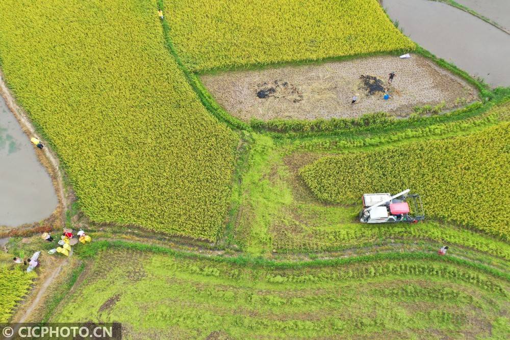 道县|湖南道县：田间“双抢”忙