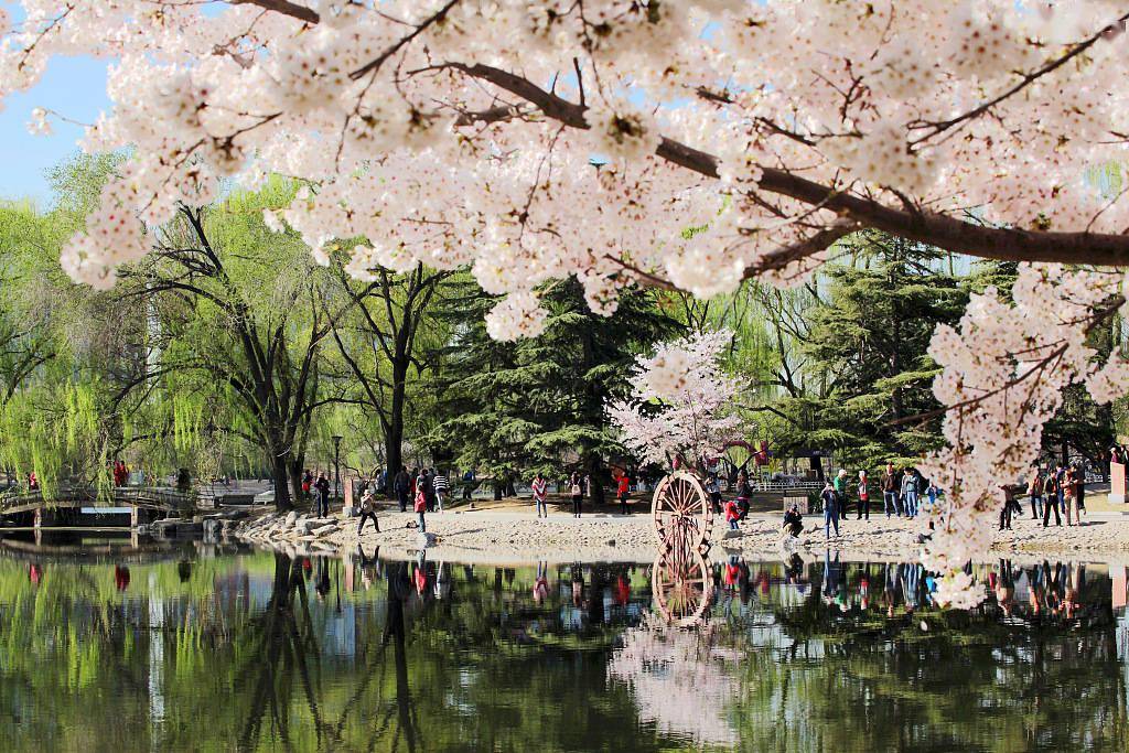 何宗|何宗儒：追梦24年，让中国樱花深入人心