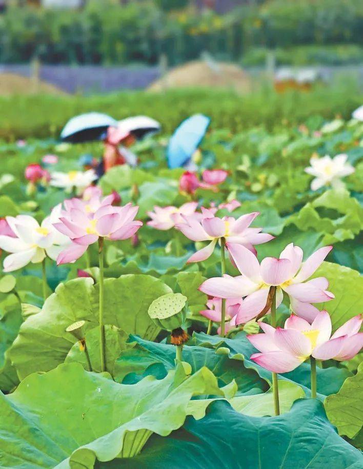 荷花竞开,人在画中游.(资料图片)