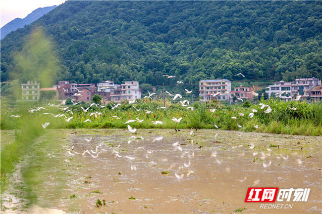 白鹭舞|夏耘田间 翩若惊鸿白鹭舞
