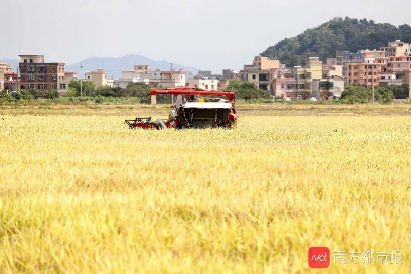 种植|广州早稻收割季：“从化香米”迎丰收，农忙季农民却很清闲