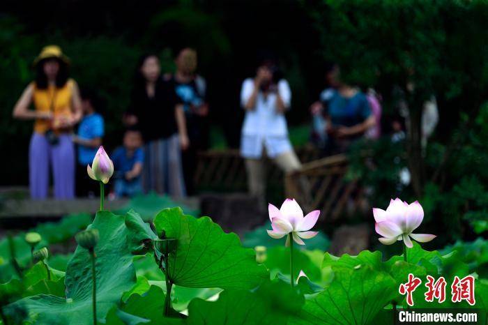 荔枝|舌尖上的大暑节气：为何要吃荔枝、“喝暑羊”？