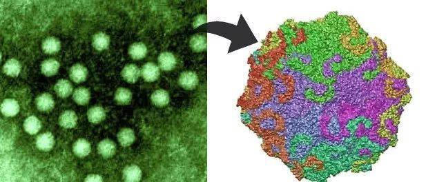 谈虎色变的"猫瘟",到底有多可怕?