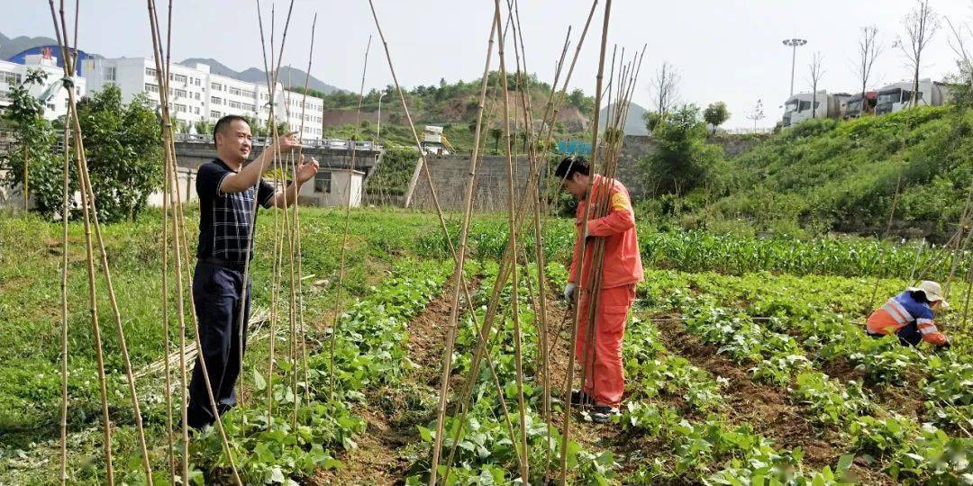 员工|到华新“开心农场”采摘去！大暑