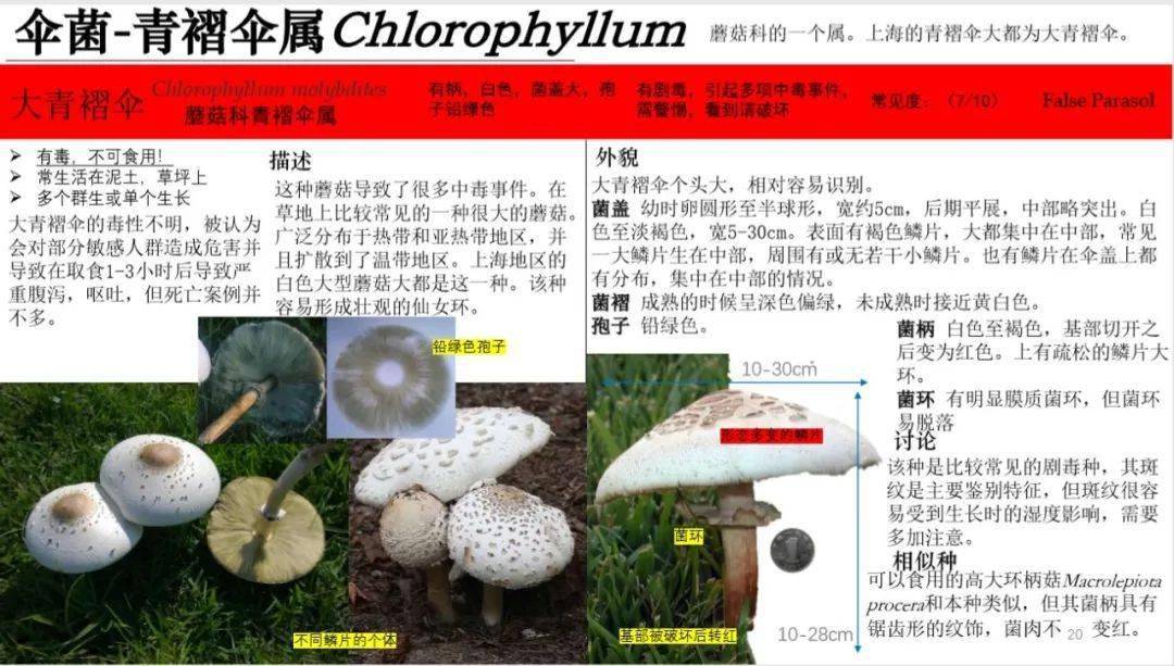 六年级学生做的上海地区常见蘑菇识别手册拿去不谢