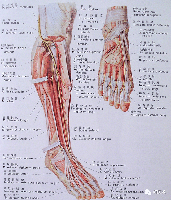 plexus坐骨神经支配:1)肌支:坐骨神经本干:支配股二头肌,半腱肌和半膜