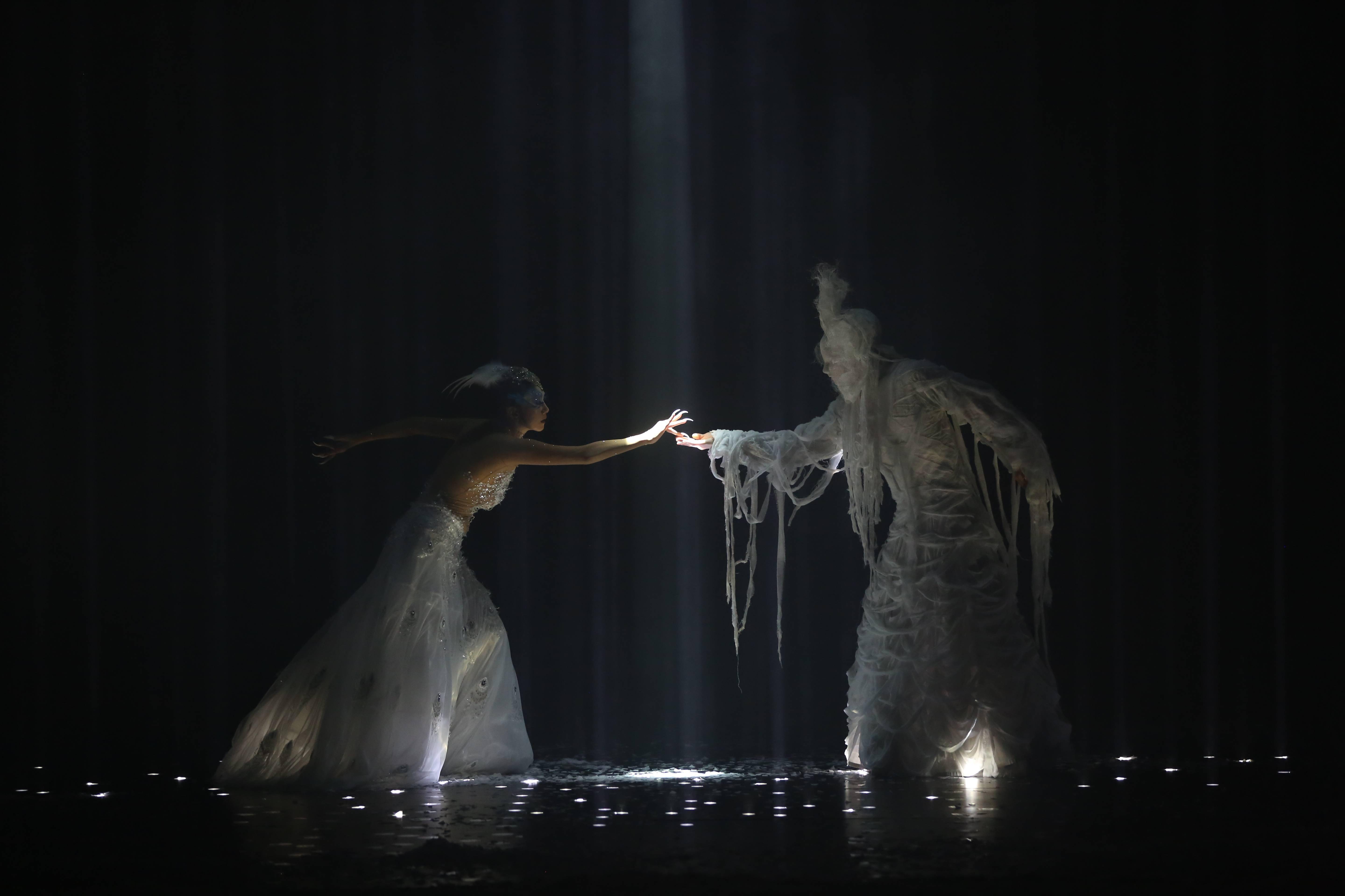 孔雀|杨丽萍：孔雀迟暮