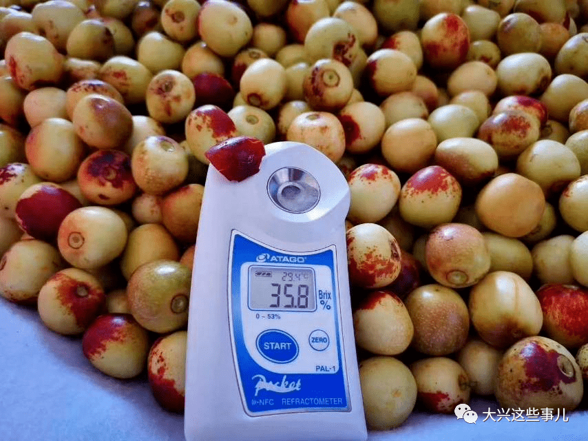 冬枣|【现摘现发】出口级30度甜！山西运城牛奶冬枣上新啦