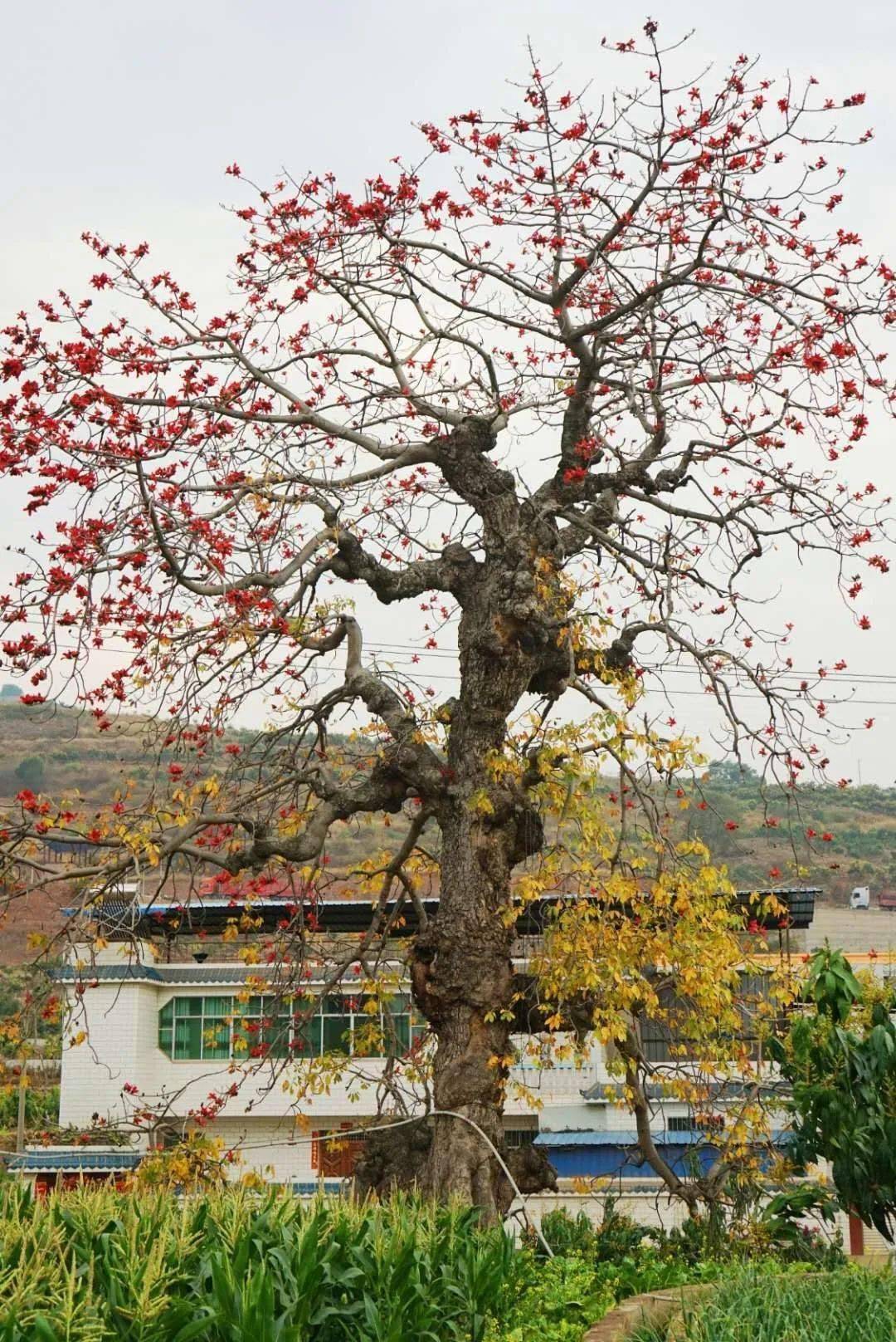 我市认定并公布攀枝花市二级古树名录
