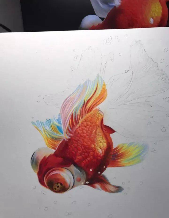 彩铅动物画入门教程 | 彩铅动物画-水中金鱼画法步骤