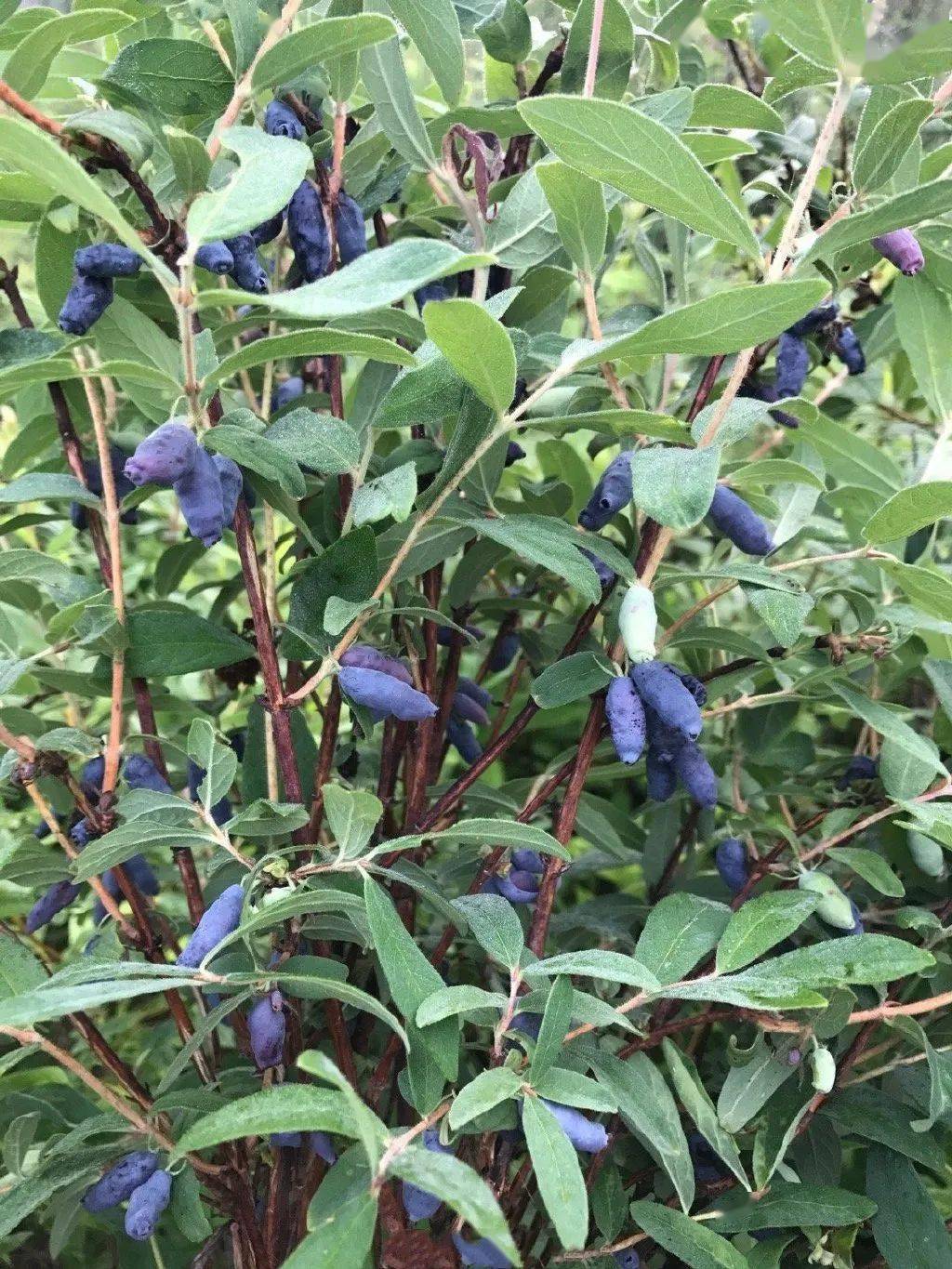 野果三剑客蓝莓蔓越莓蓝靛果