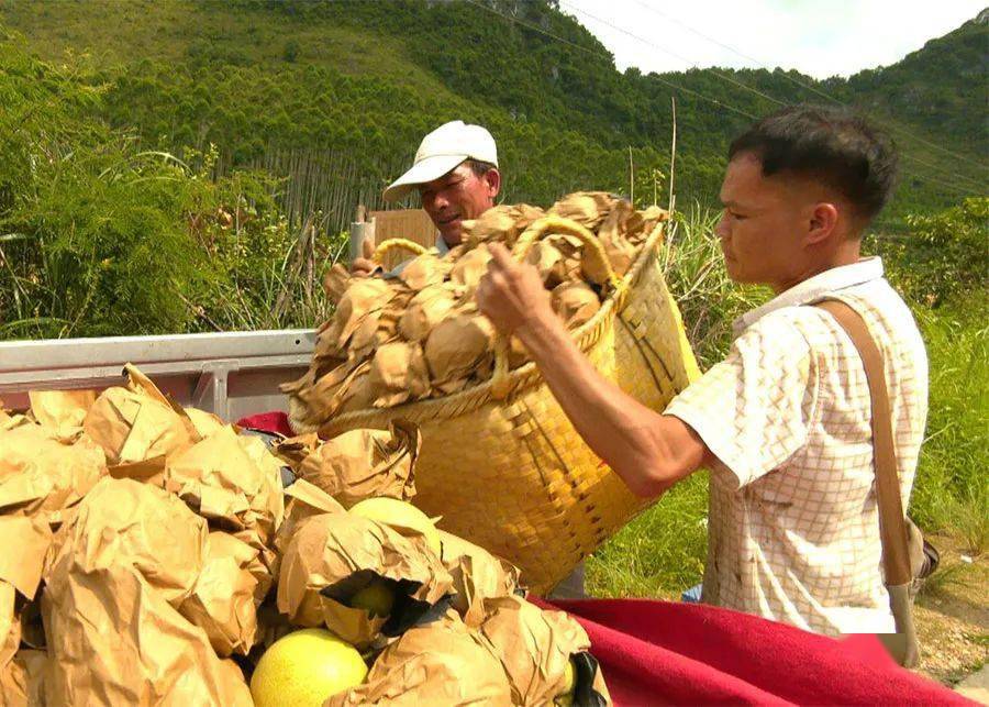 头条馋死你天等县上映乡水果新鲜上市啦