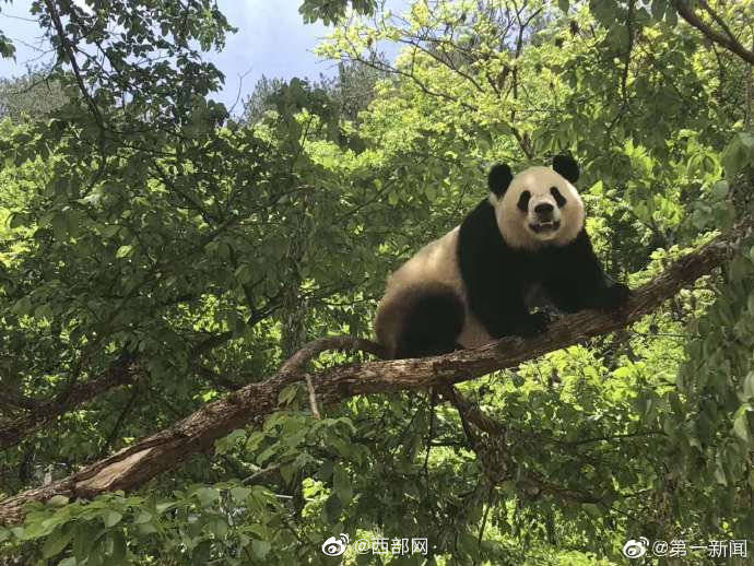 陕西成立大熊猫国家公园特色小镇_手机搜狐网