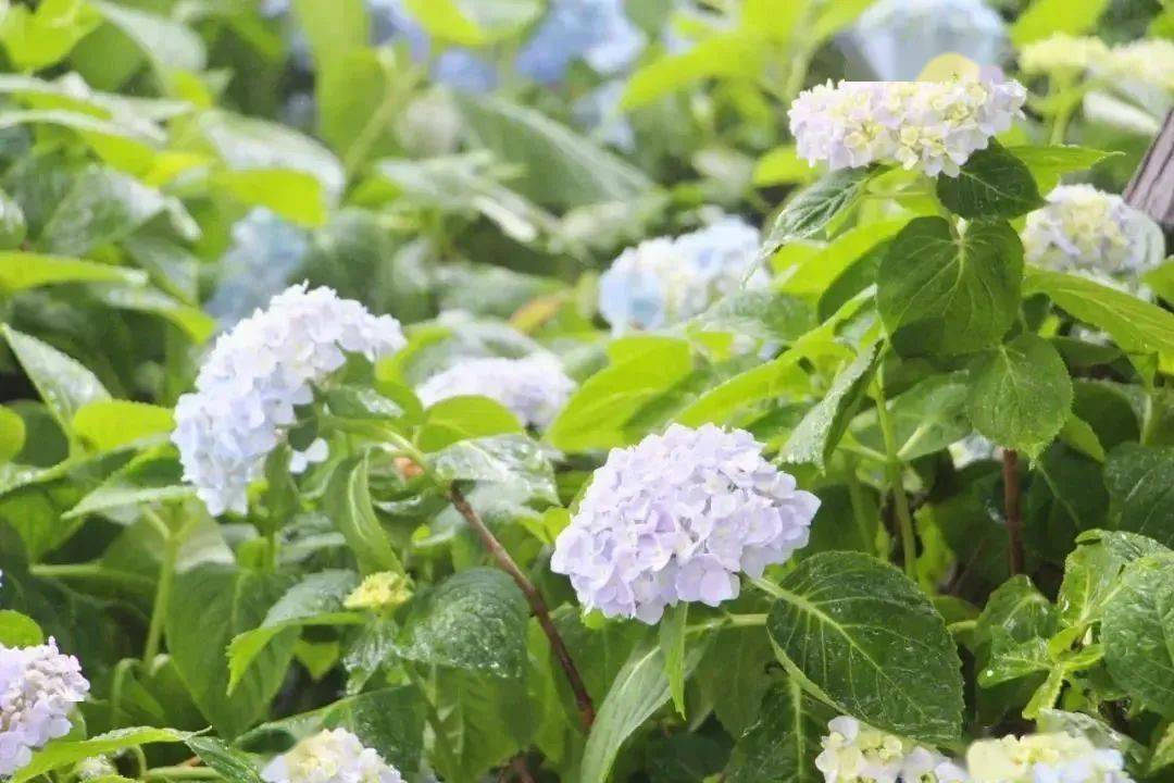 如何正确的使用鼠尾草 19049abff8df4450bda5205ba345462d.jpeg