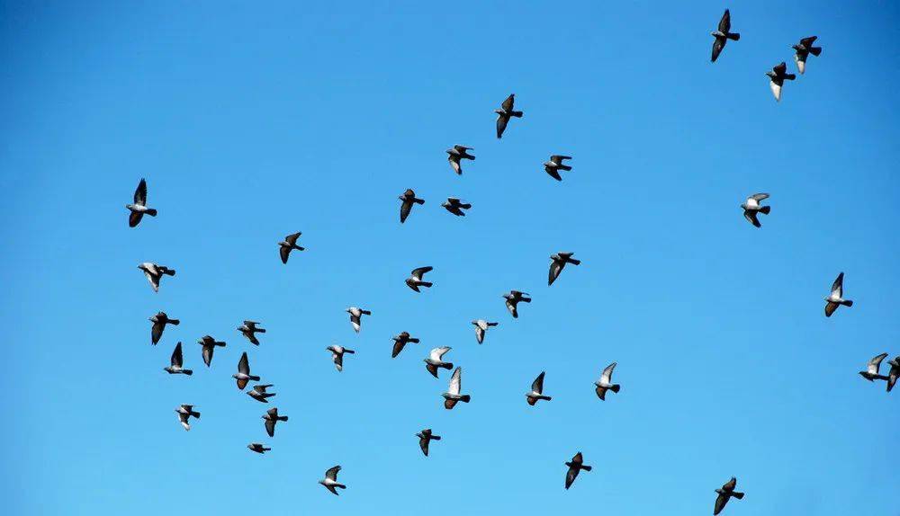 海燕的幸运 75c20c2be42246a5b5511d7d9aa06d59.jpeg